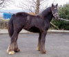 Yearlings for sale